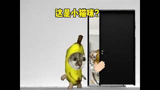 这小猫咪怕不是有点大哟#猫meme#搞笑#猫meme小剧场#真实还原#猫咪