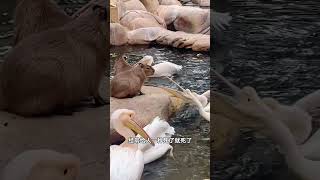 水豚 卡皮巴拉情緒最穩定的動物！#動物解說 #水豚  #動物解說 #cute #animals #搞笑 #冷知識 #冷知識 #animeart #cat #pets #萌宠 #萌宠