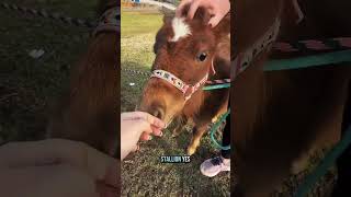 Health check time! 🩸🐴 Vet blood work for our mini horse \u0026 mini donkey before their new homes!