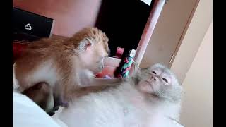 ASMR WARNING Monkey Grooming Cuteness Overload