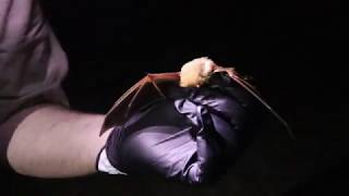 TWRA Vlog - Episode 019 Bats - Forestry - Habitat