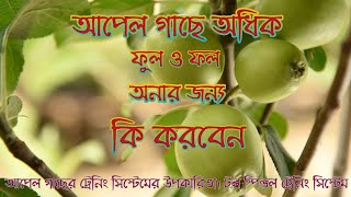 || শীতের আগে আপেল গাছের সম্পূর্ণ পরিচর্যা || #realhomegarden