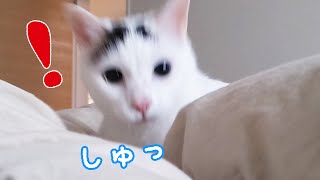 おめめクリクリで暴れるチロさんが可愛いのに面白すぎる！