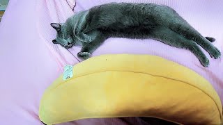 【猫動画】寝相がバナナクッションと同じロシアンブルー【russianbule】Russian blue with the same sleeping phase as banana