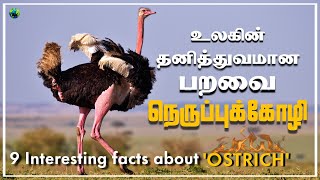 நெருப்புக்கோழி | உலகின் தனித்துவமான பறவை | 9 Interesting facts about ostrich | Tamil | BioWorld | BW