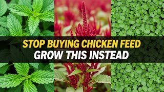 These 7 Plants Replace Chicken Feed COMPLETELY! Grow Once, Feed Forever!