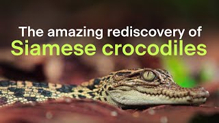 Conserving Siamese crocodiles in Cambodia