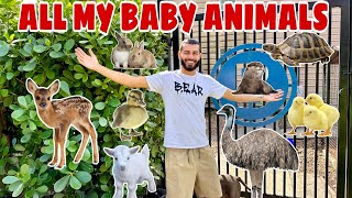 ALL My BABY ANIMALS on My PROPERTY in ONE !!