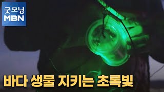 [굿모닝월드 3] 바다 생물 지키는 초록빛 [굿모닝 MBN]