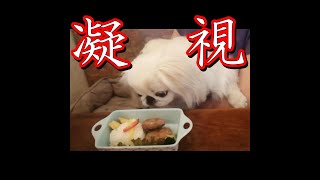 ペキニーズRinの目力をご覧ください！　#shorts #pekingese