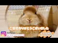 【うさぎ】赤ちゃんうさぎのトレーニング？【ネザーランドドワーフ】