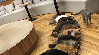 猫カフェのごはんタイムがかわいい😽💕　Cute😻Cat cafe’s feeding time !  #shorts #cat #animals #ねこ