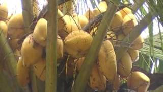 king coconut - Sri Lanka