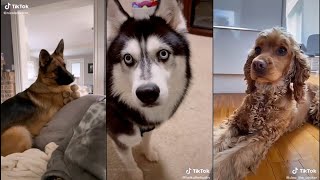 Bark at your dog and see what they do