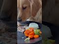 petlover pets shortvideo