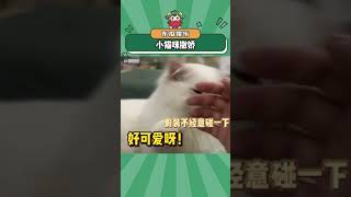 快来跟小猫咪学撒娇#这谁能顶得住啊 #可爱 #猫咪 #娱乐评论大赏 cr:JJJJJJJJJ#shorts