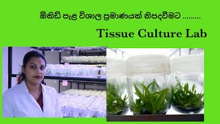 orchid seed culture in Tissue Culture Lab  ඕකිඩ් බීඡ මගින් පැළ