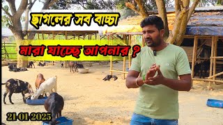 ছাগলের বাচ্চা কেন মারা যায় পাতলা পায়খানা | ছাগলের চিকিৎসা | goattreatment | Goat farming | goatfarm