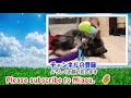 サビ猫が初めて見たスコティッシュフォールド　scottish fold i saw for the first time lana 【瀬戸のらな日記】