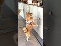 お姉さん、あたちはここなの🐶🐾 柴犬 shibainu shiba