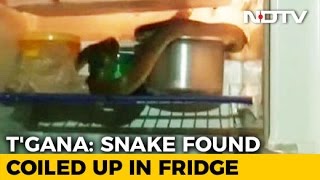 Telangana Girl Opened Fridge. A King Cobra Inside