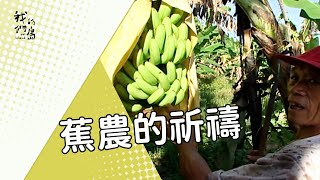 【產銷制度】蕉農的祈禱｜產銷失調 (公視 我們的島 第415集 2007-08-17 )