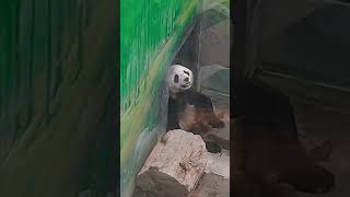 圓寶正在看你喔！ #panda #可愛 #貓熊 #cute