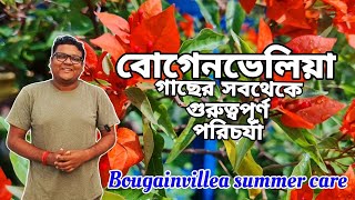 বগেনভেলিয়া গাছে গরম পরার সাথে সাথে এই পরিচর্যা গুলি করতে ভুলবেন না / Bougainvillea plant care /