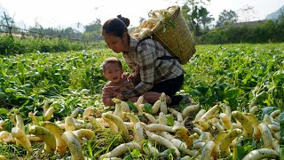 30 days: harvesting radishes, melons, greens, ginger, corn to sell at the market | Daily life