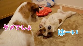 調子に乗りすぎた弟犬を先輩犬がしつけ始めました/ジャックラッセルテリア/多頭飼い