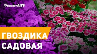 Гвоздика садовая 🌿 Уход за гвоздикой 🌿 Гвоздика от Планета Агро