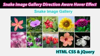 Snake Image Gallery Direction Aware Hover Effect Using HTML CSS & jQuery | Web Tutorials School