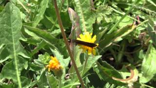 Bergerebia - Small Mountain Ringlet - Le Moiré Alpestre