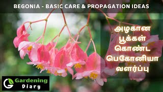 பெகோனியா செடி பதியம் மற்றும் வளர்ப்பு டிப்ஸ் - Propagate begonia easily & basic care in tamil