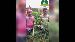 F1 Hybrid Okra Tej Radha feedback by farmer's | Tej seeds