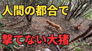 家の裏で寝ている大猪。猟犬マリ、チグサが起こして捲られるも…都会での有害鳥獣駆除活動の現実。