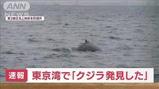 【速報】東京湾　アクアライン付近で「クジラを発見した」(2023年1月19日)