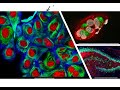 immunofluorescence if immunohistochemistry ihc and immunocytochemistry icc