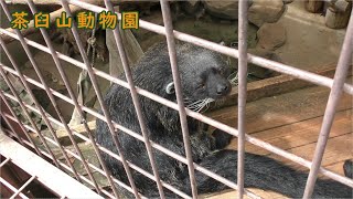 【茶臼山動物園】お散歩中のビントロング