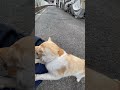 近所の地域猫ウメちゃん（歌舞伎顔）！フライングで膝乗りしてくるパターン（つづく） cat kneeling early