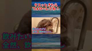 【爆笑】動物おもしろアフレコ🤣あり得ないことをする犬、猫・おもしろ犬、猫・ハプニング集#11　#shorts