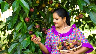 Mangosteen 🫐 magic: Delicious Mangosteen Smoothie  and Pudding Recipes | Pulasi Village Life