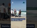 Baleia-jubarte é encontrada morta em praia no Rio de Janeiro com rede enroscada na cauda #shorts