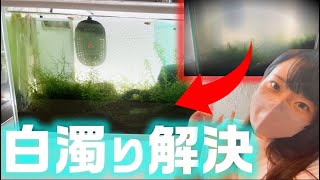 メダカ 水槽の白濁りが治りました！屋外ビオトープの冬の様子も。