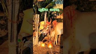 SIVANATHAPURAM RANGAN KAADUVETTI GURU | maruthavallipalayam | jallikattu | Manjuvirattu | shorts