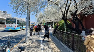 Beijing Walking, From Hepingli via North Second Ring Road to Lama Temple Bridge/从和平里经过北二环路到雍和宫桥【4K】