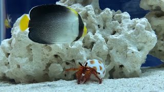 Singapore Angelfish Is Best Buds With Hermit Crab \u0026 Fire Shrimp For Cleanings