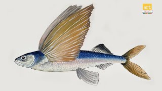 How to Draw Flying Fish Drawing II How to Draw  Fish II #artjanag