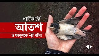 আতশবাজির কারণে পাখিদের জীবন: অদেখা সত্য। How are birds affected by fireworks I