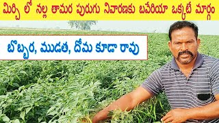 తక్కువ ఖర్చు తో నల్లతామర పురుగు నివారణ | Easy Way to Control Black Thrips | AgriTech Telugu